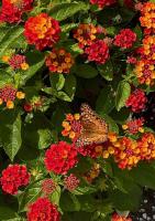 ON GARDENING: This lantana will give your garden ‘Royale’ touch