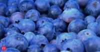 The dusty blue coating on blueberries is not dirt; USDA researchers say the wax helps defend against disease and prevents the fruit from drying out after harvest