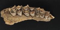 Discovery of ancient DNA from antelope fossils in South Africa opens a new window on the past