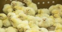 Modern hatchery innovations take center stage at animal wellbeing symposium