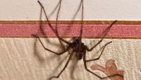 UK house spiders will be banished from home for good with simple 'ten minute task'