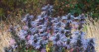 Guest Column: Weed Lingo And The Myth of ‘Cannabis’