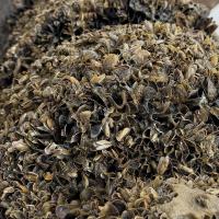 OUR GEM: Golden mussels, California's wake-up call for Idaho