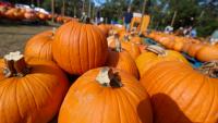 Pumpkin season is here in Georgia. Here's when patches open