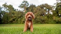 Nevada officer adopts goldendoodle abandoned at Las Vegas airport