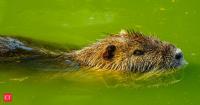 In Oregon, beaver dams along Fanno and Bronson creeks stored hundreds to over 1,200 cubic meters more water during storms, slowing how quickly runoff moved downstream