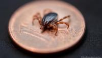 Germany, Kosovo unite against ticks carrying deadly virus