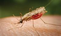 Malaria claims 122 lives as cases spike to 122 000