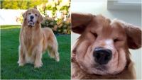 Internet's favourite golden retriever Tucker Budzyn dies at 8, fans say goodbye