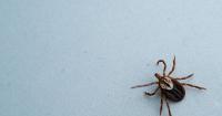 Pa. GOP lawmakers explore increased public health reporting for tick-borne diseases