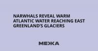 Narwhals Reveal Warm Atlantic Water Reaching East Greenland’s Glaciers