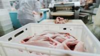 Dangerous salmonella strains increasing in chicken, turkey flocks, study says
