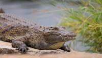 Crocodile handler tragically dies after being brutally attacked at Papua New Guinea wildlife park