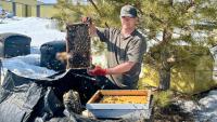 Beekeepers push for ‘buy Canadian’ movement as U.S. honey tariffs block top export market