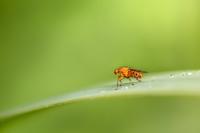 Scientists Complete Second Full Map Of Fruit Fly Brain, Charting 300 Million Connections In New Study