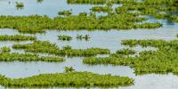 Pantanal: Tackling climate change depends on five other biomes