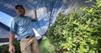 Bitterroot researchers study 'superfood' honeyberries for crop potential