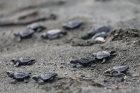 Panama’s Dark Beach Guards Four Turtle Species Against a Rapidly Brightening Coastline