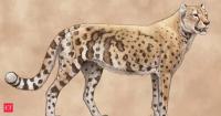 A 31,000-year-old fossil has challenged everything scientists thought about the extinct 'American cheetah' — its DNA and diet tell a surprising story