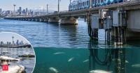 Seattle’s new I-90 light rail opened in March; 5 months later, about 2,000 fish have died near electrical equipment in Lake Washington