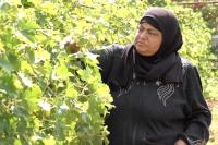 Palestinian farmers battle settler sabotage to save Hebron crops, livestock