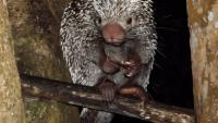 Study finds 60% of new species specimen discovered in Global South are archived in wealthy nations
