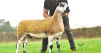 Greenhow gimmer leads Crossing Crackers trade at £3000