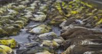 Chicago City Council to consider building requirements to protect migratory birds