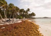 Sargassum becomes a national problem