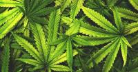 CBHD and the Winston‑Salem Crossroads: How a Hemp Coalition Is Forcing North Carolina to Rethink Cannabis Policy