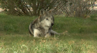Trump signs order to review gray and Mexican wolf protections