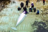 Several belugas transferred from Marineland have health issues, Chicago aquarium says