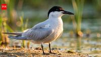Rare gull-billed tern found breeding on Marker Wadden in the Netherlands after decades