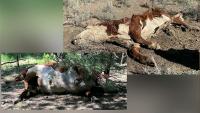 Oregon Cattle Found Mutilated and Drained of Blood as Baffled Deputy Says He Believes Aliens Could Be Responsible