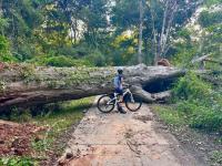 Pecan tree, dating back before nation’s founding, uprooted in recent storm