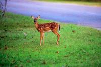 Oklahoma Department of Wildlife's List of Bizarre Phone Calls Has People Cracking Up