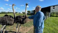 Kentucky farm turns to ostrich as more people develop red meat allergies