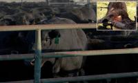 Cows found mutilated and drained of every drop of blood across remote Oregon... and baffled deputy has a chilling theory