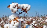 Egyptian Cotton Exports Reach 64,060 Tons as Season Nears End