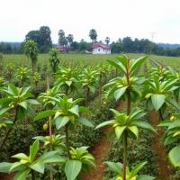 Modeling Ghanaian cocoa farmers’ preparedness for multiple climate hazards