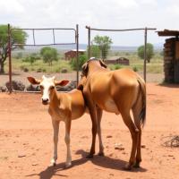 Barriers to veterinary service delivery in West Shewa Zone, Ethiopia