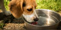 Nebraska Humane Society: Why dogs and cats drink water so messily