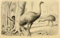Plan to revive extinct New Zealand bird may just make a 'genetically modified emu,' researchers warn