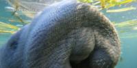 Manatees confirmed mating in Mississippi waters for first time