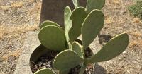 Research explores new markets for prickly pear cactus