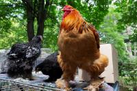 America's chicken got 4 times bigger since 1957, and researchers say it wasn't hormones