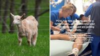 North Carolina Woman Hires Petting Zoo for Family Event, Only for Them to Need Rabies Shots Weeks After: ‘How Crazy’