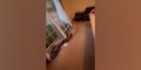 Watch: Floodwaters burst through doors of New Jersey off-campus housing