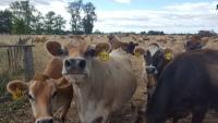 Grain sector ‘disappointed’ farmers are choosing cheap palm kernel feed over local grain