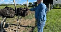 Kentucky man with a red meat allergy turns to ostrich farming, serving others like him